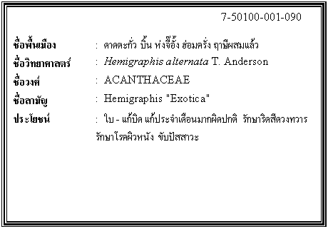 กล่องข้อความ: 7-50100-001-090 ชื่อพื้นเมือง : ดาดตะกั่ว บิ้น ห่งจี๊อั้ง ฮ่อมครั่ง ฤาษีผสมแล้ว ชื่อวิทยาศาสตร์ : Hemigraphis alternata T. Anderson ชื่อวงศ์ : ACANTHACEAE ชื่อสามัญ : Hemigraphis 'Exotica' ประโยชน์ : ใบ - แก้บิด แก้ประจำเดือนมากผิดปกติ รักษาริดสีดวงทวาร รักษาโรคผิวหนัง ขับปัสสาวะ